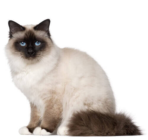 Birman fashion kittens for near me